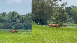पीलीभीत के धान के खेत में घुस आया बाघ, थोड़ी ही दूर पर किसान कर रहा था जुताई, Video में देखें आगे क्‍या हुआ