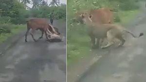 भूखे शेर ने कसकर जकड़ रखा था गाय का गला, अपनी जान की परवाह किए बगैर किसान ने ऐसे बचाया