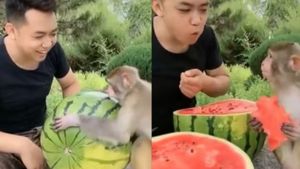 VIRAL VIDEO: बेसब्री से तरबूज का इंतजार कर रहा बंदर, शख्स ने खिलाया तो दिया ऐसा रिएक्शन