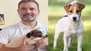 ये है राहुल गांधी का नया पालतू कुत्ता 'जैक रसेल टेरियर'! अगर आपको भी खरीदना है तो जान लीजिये ये बातें...