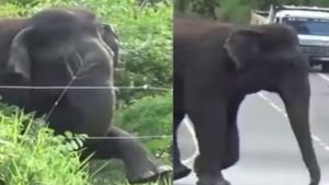 आगे बढ़ने से पहले हाथी ने चेक किया करंट, बुद्धिमानी ऐसी कि जाने-माने बिजनेसमैन भी हो गए फैन