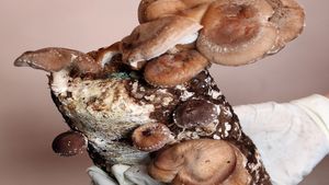 Mushroom: गंभीर बीमारी की चपेट में मशरूम, कोवेव रोग से 35 प्रतिशत फसल बर्बाद, किसान परेशान