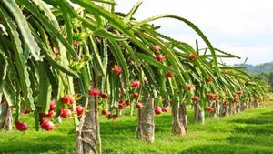 Dragon Fruit: इम्यूनिटी बूस्टर के साथ किसानों को भी मालामाल कर रहा ड्रैगन फ्रूट