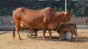 Desi Cow Breeds: देसी गोधन का बढ़ा रूझान, सरकारें भी हुईं मेहरबान 