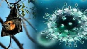 Nipah Virus: निपाह फिर दिखा रहा है प्रकोप, कैसे फैलता है यह वायरस?