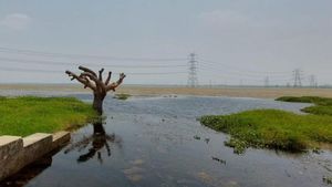 Surha Tal: कैसे बचेगा बलिया का सुरहा ताल पक्षी विहार 