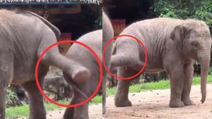 एक दूसरे को पैरों से मारते दिखे हाथी, वायरल हुआ दोस्ती का ये प्यारा VIDEO