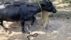 रस्सी में बंधी भैंस को काटने की कोशिश करता दिखा किंग कोबरा, वीडियो बनाने वाले पर फूटा लोगों का गुस्सा