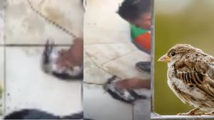 शख्स ने सीपीआर देकर बचाई पक्षी की जान, वायरल वीडियो देख बन जाएगा दिन