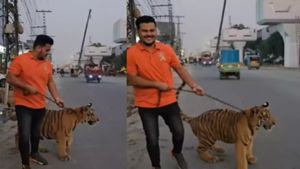 अब पाकिस्तान में बाघ भी सुरक्षित नहीं... खूंखार जानवर को कुत्ते की तरह चेन से घुमाता दिखा शख्स, देखें VIDEO