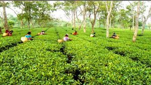 Kenya Plantation: एक देश, जो पेड़ लगाने के लिए लोगों को दे रहा है अवकाश  
