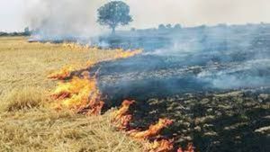 पराली न जलाने वाले किसानों को सम्मानित करेंगी पंजाब सरकार, सूची हुई तैयार