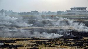 Stubble Burning: दिल्ली के वायु प्रदूषण की समस्या का क्या है समाधान?