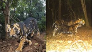 क्या आपने देखा मेलानिस्टिक टाइगर?  IFS अधिकारी ने शेयर की PHOTOS तो हैरान रह गए लोग
