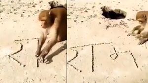 राम भक्ति में डूबा बंदर! पत्थरों से लिख डाला प्रभु का नाम, हैरान कर देगा VIDEO