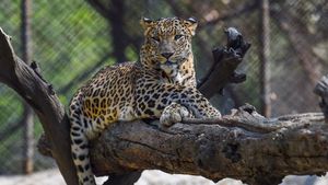 दिल्ली में घूमता दिखा तेंदुआ, लोगों में दहशत, इलाके में पुलिसकर्मी किए गए तैनात 