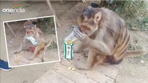 क्या आपने देखा दारूबाज बंदर? बोतल में रखी शराब को एक सांस में गटका, लोग बोले- 'ये कैसा चस्का!'
