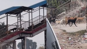 गैंग्स ऑफ कुत्तेपुर... मेट्रो की सीढ़ियों से एक साथ नीचे उतरे ढेरों कुत्ते, लोग बोले- लगता है बड़ा मेटर हो गया