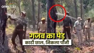 Water Tree: गर्मियों में पानी इकट्ठा करता है ये गजब का पेड़, जानें देश में कहां हैं ऐसे वृक्ष, Video