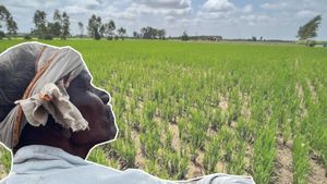El Nino Effect: अल नीनो के कारण तहस-नहस हो गई दलहन - तिलहन की खेती