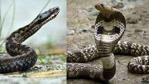 Snake Venom: सांपों के जहर का कहां होता है प्रयोग, कितना बड़ा है इसका व्यापार?