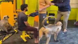 लंगूर को चढ़ा बॉडीबिल्डिंग का बुखार, जिम में जा घुसा और... वायरल हो रहा VIDEO
