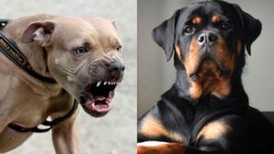Dog Bite Cases: आवारा ही नहीं, पालतू कुत्ते भी हो रहे हिंसक 