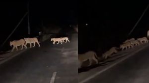 गुजरात की सड़कों पर गूंजी शेर की दहाड़, गिर नेशनल पार्क से सामने आया शानदार Video