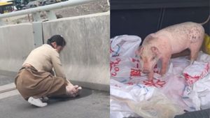 VIDEO: बीच सड़क पर सुअर को CPR देने लगी महिला, वीडियो देख हैरान हुए लोग, देखिए आगे क्या हुआ 