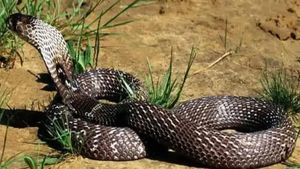 Snakes in Dream: क्या मैं मरने वाला हूं? अगर सावन से पहले सपने में सांप दिखे तो क्या है इसका मतलब?
