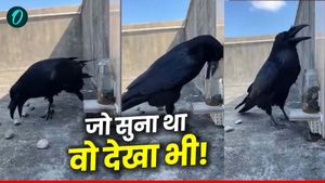 कहानी नहीं हकीकत है! बचपन की किताब वाला कौवा अब है इंटरनेट सेंसेशन, पानी में कंकड़ डालते वीडियो वायरल