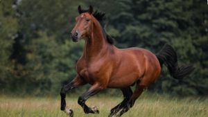 वाह रे बिहार! शराब तस्करी में पुलिस ने घोड़े को बनाया मुजरिम, बोतलें बरामद, असली आरोपी लापता