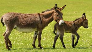 Pakistan में चीन की वजह से महंगे हुए गधे, हजारों लोगों के रोजगार पर भी आया गहरा संकट