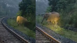 Video: हाथिनी के लिए दो घंटे तक क्यों खामोश रही ट्रेन? भावुक कर देगा झारखंड में इंसान और जानवर का ये रिश्ता