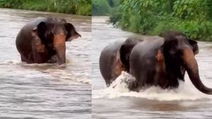 'हाथी राजा बहुत बड़े, सूंड़ हिलाते कहां चले', पानी में  मस्ती करते दिखी गजराज की टोली, वायरल हुआ मजेदार वीडियो