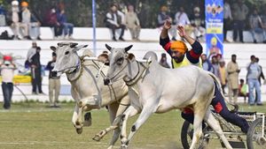 पंजाब  सीएम मान ने एक और वादा किया पूरा, क़िला रायपुर में ग्रामीण ओलंपिक-2026 में पारंपरिक खेलों का हुआ आग़ाज़