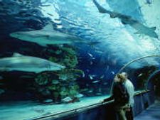 India's first oceanarium to be set up in Kerala