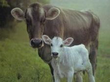 Cow urine soft drink set to hit markets soon