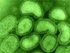 Pune reports 20th H1N1 death