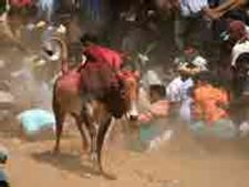 TN: Bull-taming goes wrong, 67 injured