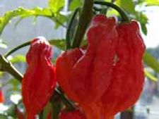 Indian army to use chilli grenades to fight terror