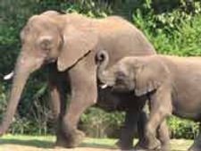 Assam: Elephants poisoned due to attacks