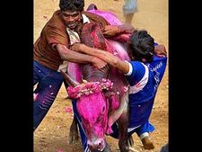 Bull-festival in Tamil Nadu: HC permits Jallikattu on Pongal