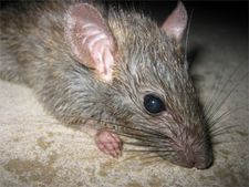Another shocker from Raj; rats nibble on dead woman's body