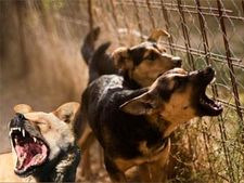 Dogs, crows maul newborn baby to death outside govt hospital