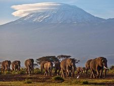 Girl trampled to death, another child injured by elephants