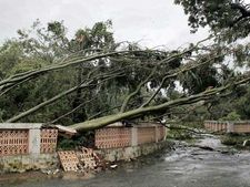 Odisha lost 26 lakh trees in Cyclone Phailin