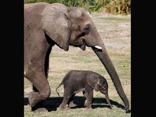 Trenches being dug along 16-km stretch to prevent elephants