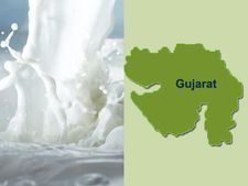 Baroda Dairy's daily milk procurement crosses 5 lakh litres