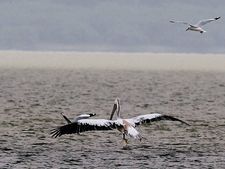 Birds decreasing in 'suicide spot' of Jatinga